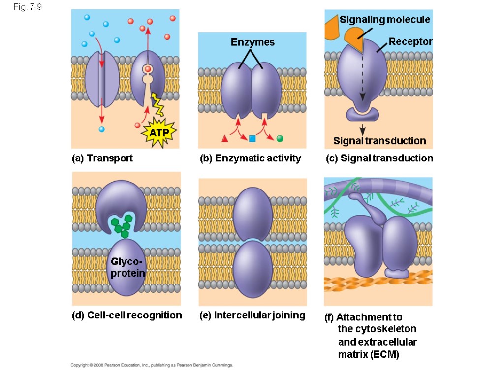 Fig. 7-9 (a) Transport ATP (b) Enzymatic activity Enzymes (c) Signal transduction Signal transduction